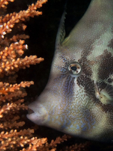Fan-bellied Leatherjacket, Shiprock by Doug Anderson 